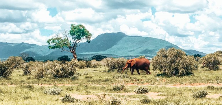 Tsavo East Nationalpark