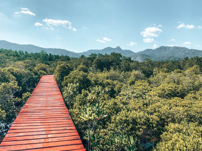 beitragsbild_mangroven Beitragsbild Mangroven